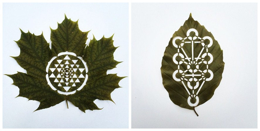 ��Ҷ�����Կ�