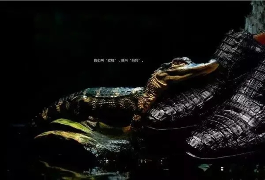 ob�羺��(�й���)���Ӿ���ƽ̨